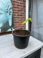 Stekje bananenplant Musa Basjoo, Halfschaduw, Ophalen