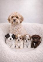 Super mooi gezonde boomer pups. Ook een choco kleur !!!, Overige rassen, 8 tot 15 weken, CDV (hondenziekte), Meerdere