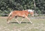 Te koop 2 jarige haflinger hengst (Winterball x Monsoon), Dieren en Toebehoren, Minder dan 160 cm, 0 tot 2 jaar, Hengst, Gechipt