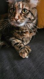 Gezocht Main coon dekkater, 0 tot 2 jaar