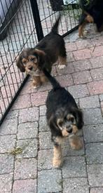 Poogle pups BEAGLE X POEDEL, Dieren en Toebehoren, Rabiës (hondsdolheid), Overige rassen, 8 tot 15 weken, Teef