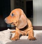 Dwerg korthaar teefjes met FCI Stamboom, CDV (hondenziekte), 8 tot 15 weken, Korthaar, Teef