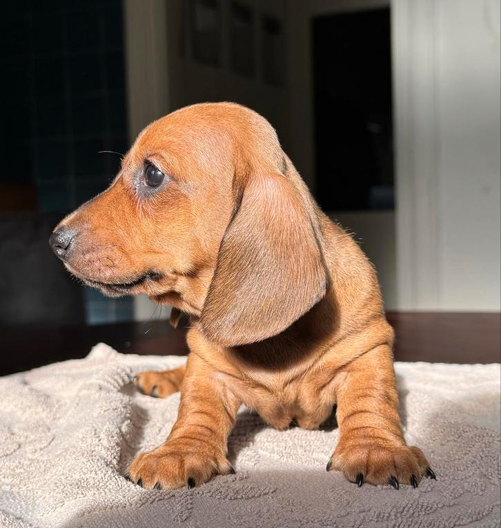 Dwerg korthaar teefjes met FCI Stamboom, Dieren en Toebehoren, Honden | Teckels en Dashonden, Teef, Korthaar, Dwerg, Fokker | Hobbymatig