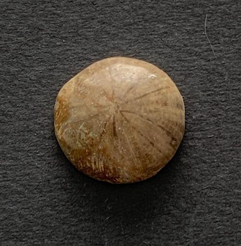 Prachtige gepolijste fossiele zee egel (B1/A), Verzamelen, Mineralen en Fossielen, Fossiel, Verzenden