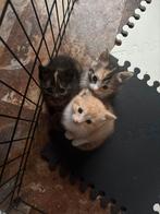 Prachtige kittens kruising main coon/ragdol, Dieren en Toebehoren, Katten en Kittens | Raskatten | Langhaar, Meerdere dieren