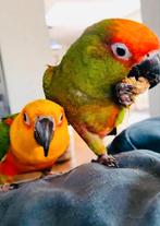 EEN GOEDTEHUIS VOOR ALLE VOGELS/PAPEGAAIEN? DAT IS HIER !!, Dieren en Toebehoren, Vogels | Parkieten en Papegaaien, Meerdere dieren