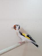 Majoor putter, Dieren en Toebehoren, Vogels | Overige Vogels, Vrouwelijk, Wildzangvogel
