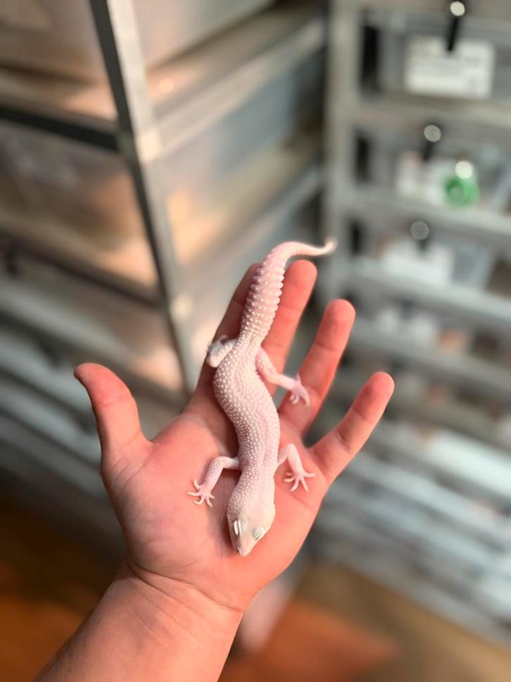 1.0 diablo blanco luipaardgekko, Dieren en Toebehoren, Reptielen en Amfibieën, Hagedis, 0 tot 2 jaar