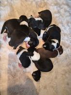 Border collie pups raszuiver, Dieren en Toebehoren, Rabiës (hondsdolheid), 8 tot 15 weken, Collie, Meerdere