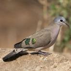 Bronsvlekduif (doffer), Dieren en Toebehoren, Vogels | Duiven, Mannelijk, Overige soorten