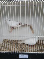 Tortelduif koppel, Dieren en Toebehoren, Meerdere dieren, Tropenvogel, Geringd