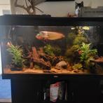 aquarium  en vissen, Dieren en Toebehoren, Ophalen, Gevuld zoetwateraquarium
