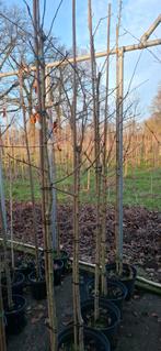 Mespilus germanica 'westerveld', mispel, Ophalen, Volle zon, Overige soorten