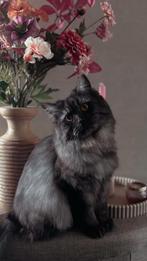 Mooie Britse Langhaar, Dieren en Toebehoren, Katten en Kittens | Overige Katten, Poes, Langharig, 0 tot 2 jaar