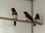 Bruinborst rietvink - Lonchura castaneothorax, Dieren en Toebehoren, Meerdere dieren, Tropenvogel, Geringd