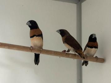 Bruinborst rietvink - Lonchura castaneothorax beschikbaar voor biedingen