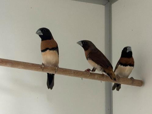Bruinborst rietvink - Lonchura castaneothorax, Dieren en Toebehoren, Vogels | Overige Vogels, Tropenvogel, Meerdere dieren, Geringd