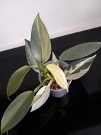 Philodendron Silver Sword variegata., Huis en Inrichting, Kamerplanten, Ophalen of Verzenden, Halfschaduw, Minder dan 100 cm
