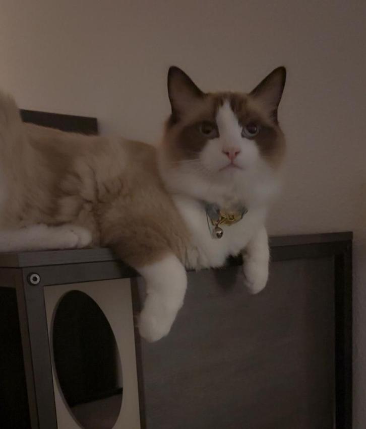 Ragdoll kater 8 maanden, Dieren en Toebehoren, Katten en Kittens | Raskatten | Langhaar, Kater