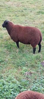 Dekrammen bruin zwart te koop, Dieren en Toebehoren, Schapen, Geiten en Varkens, Vrouwelijk, Geit