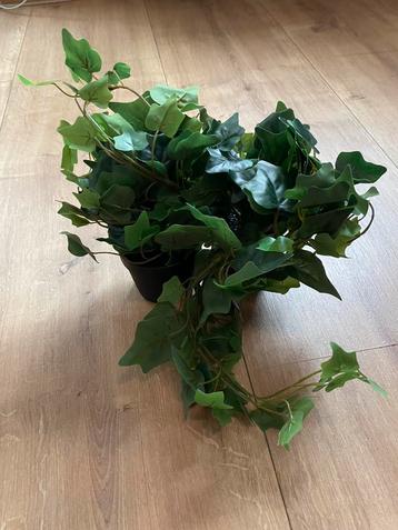 2 nieuwe neppen klimop planten beschikbaar voor biedingen