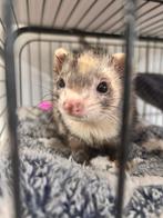 Fret, Dieren en Toebehoren, Overige Dieren, Juni, Mannelijk