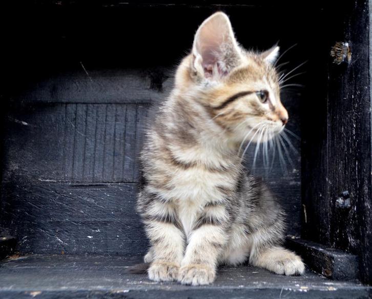 X Noorse boskatkittens mogen koffertjes pakken, Dieren en Toebehoren, Katten en Kittens | Raskatten | Langhaar, Poes, Ontwormd