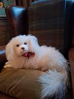 Antieke Franse pyjama hond 'Lou Lou'., Ophalen of Verzenden