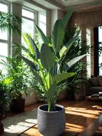 Kunst Strelitzia Nicolai in pot Algar Grey – ca. 190 cm, Verzenden
