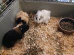 Cavia's, Dieren en Toebehoren, Knaagdieren, Cavia, Mannelijk, Mei, Tam