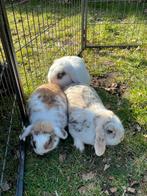 3 lieve konijnen zoeken een nieuwe plek!, Vrouwelijk, 0 tot 2 jaar