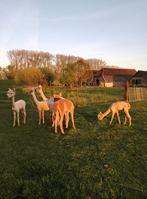 Mooie alpaca merries van 2024, Dieren en Toebehoren, Vrouwelijk, Voor 1 juli 2024