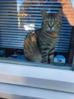 Kitten van 7 maand, Dieren en Toebehoren, Katten en Kittens | Dekkaters
