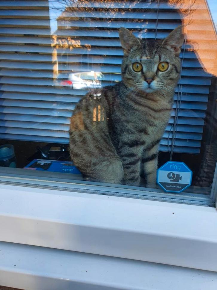 Kitten van 7 maand, Dieren en Toebehoren, Katten en Kittens | Dekkaters