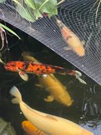 Koi Showa 60 cm, Dieren en Toebehoren, Vissen | Vijvervissen, Karper of Koi