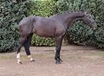 Wauw merrie, 7 jaar, 1.71m v. Ferdeaux., Dieren en Toebehoren, Paarden, Merrie, Gechipt, Dressuurpaard, 170 tot 175 cm