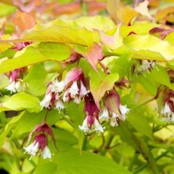 Fazantenbes, Leycesteria formosa Golden Lanterns beschikbaar voor biedingen