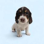 Fattoria del Bassotto heeft pups die mogen verhuizen 💕💕, Nederland, CDV (hondenziekte), 8 tot 15 weken, Korthaar