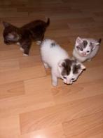 Britse korthaar x kittens, Dieren en Toebehoren, Katten en Kittens | Raskatten | Korthaar, Meerdere dieren, Ontwormd, 0 tot 2 jaar