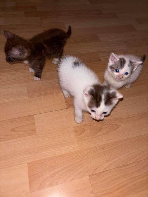 Britse korthaar x kittens, Dieren en Toebehoren, Katten en Kittens | Raskatten | Korthaar, Meerdere dieren, 0 tot 2 jaar, Ontwormd