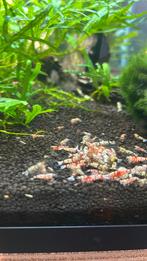 Red en Black Fancy Tiger garnalen, Kreeft, Krab of Garnaal, Zoetwatervis, Schoolvis