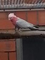 0-1 Rose kaketoe 2017., Dieren en Toebehoren, Vrouwelijk, Papegaai, Geringd