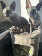 Sphynx poezen voor overname, Meerdere dieren