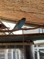 Jonge grasparkieten, Dieren en Toebehoren, Meerdere dieren, Parkiet, Tam