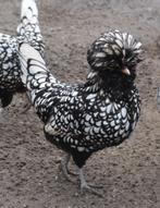 broedeieren baardkuifhoenen, Dieren en Toebehoren, Pluimvee, Geslacht onbekend, Kip