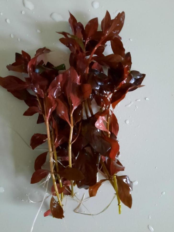 Rode ludwigia, aquariumplant met kleur! (R), Dieren en Toebehoren, Vissen | Aquaria en Toebehoren, Zo goed als nieuw, Plant(en), Steen of Hout