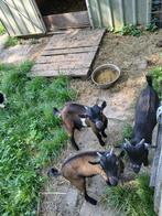 1 2 of 3 bokjes  gratis !, Dieren en Toebehoren, Schapen, Geiten en Varkens, Mannelijk, Geit, 0 tot 2 jaar