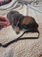 7 prachtige pups, Dieren en Toebehoren, 8 tot 15 weken, Meerdere, Meerdere dieren, Nederland