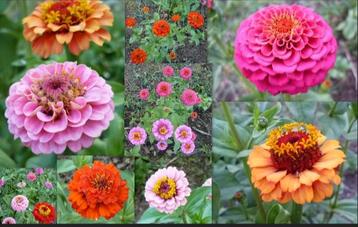 Zaden Zinnia Elegans Lilliput of Pompon mix beschikbaar voor biedingen