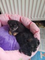 3 mooie yorkshire terriër pupjes xmet een pomchi, Dieren en Toebehoren, Honden | Chihuahua's en Gezelschapshonden, Overige rassen